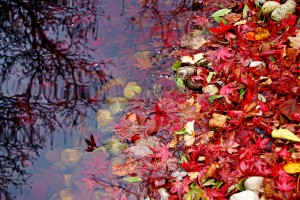 Fallen Japanese Maple Leaves In Pond